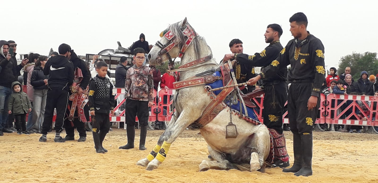 منوبة .. عروض فروسية وأجواء احتفالية في "لمة الفرسان" 